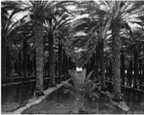 Palm Grove by Ansel Adams
