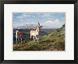 Antelope by Albert Bierstadt