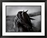 Horse Photo - Fierce Grace by Tony Stromberg