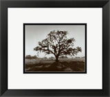 Oak tree, sunrise - Ansel Adams