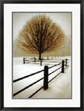 Photo - Tree, Solitude by David Lorenz Winston