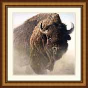 American Bison - Chief
